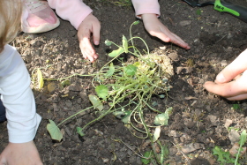 Kinder hocken auf der Erde und Pflanzen eine Grünpflanze in das Beet.