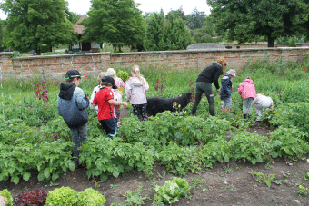 Kinder ernten mit Bäuerin den Salat aus dem Feld